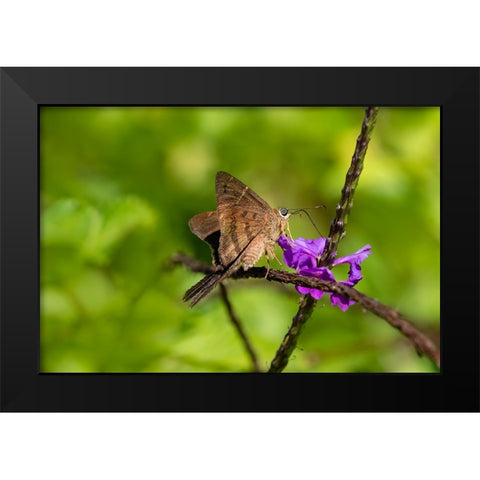 Teleus longtail butterfly nectaring in flower garden Black Modern Wood Framed Art Print by Ditto, Larry
