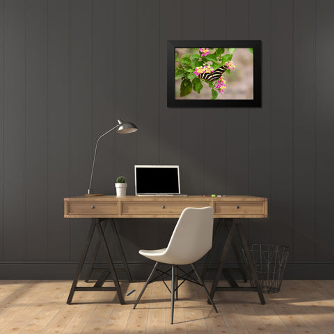 Zebra Heliconian feeding Black Modern Wood Framed Art Print by Ditto, Larry