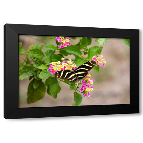 Zebra Heliconian feeding Black Modern Wood Framed Art Print by Ditto, Larry
