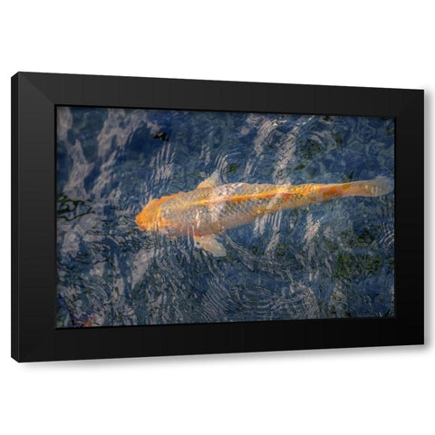 Koi fish in pond Black Modern Wood Framed Art Print with Double Matting by Engelbrecht, Lisa S.