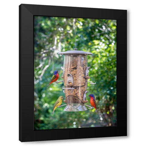 Beautiful painted buntings-male and female on backyard feeder seen from window Black Modern Wood Framed Art Print with Double Matting by Richardson, Larry