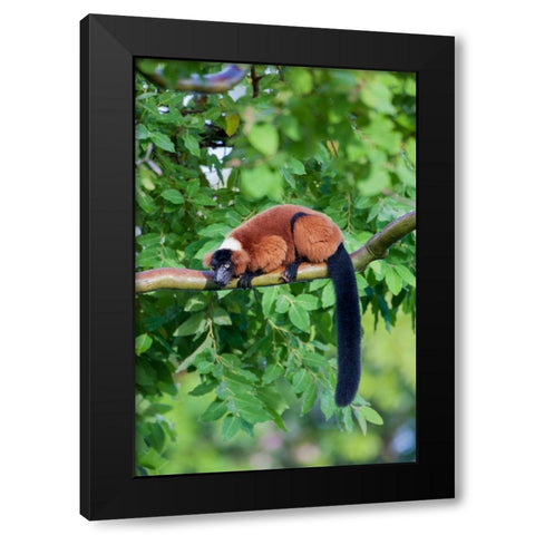 Red-ruffed lemur seeks refuge in a tree Black Modern Wood Framed Art Print by Richardson, Larry