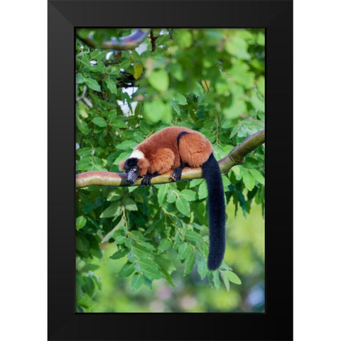 Red-ruffed lemur seeks refuge in a tree Black Modern Wood Framed Art Print by Richardson, Larry