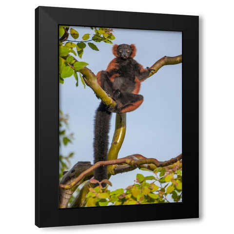 Red-ruffed lemurs relax in a tree Black Modern Wood Framed Art Print with Double Matting by Richardson, Larry