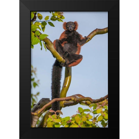 Red-ruffed lemurs relax in a tree Black Modern Wood Framed Art Print by Richardson, Larry