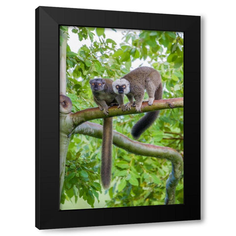 Arboreal white-fronted brown lemurs take refuge in a tree Black Modern Wood Framed Art Print by Richardson, Larry