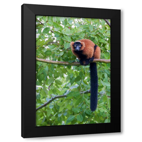 Red-ruffed lemur seeks refuge in a tree Black Modern Wood Framed Art Print with Double Matting by Richardson, Larry