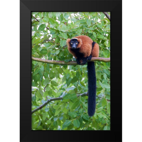 Red-ruffed lemur seeks refuge in a tree Black Modern Wood Framed Art Print by Richardson, Larry
