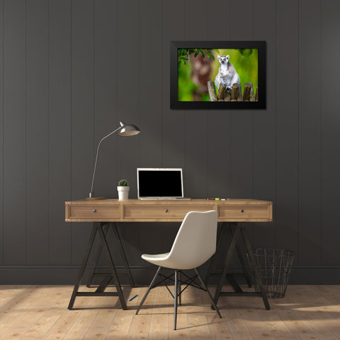 A ring-tailed lemur squats atop a hut-eating Black Modern Wood Framed Art Print by Richardson, Larry