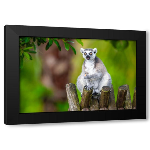 A ring-tailed lemur squats atop a hut-eating Black Modern Wood Framed Art Print with Double Matting by Richardson, Larry