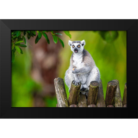 A ring-tailed lemur squats atop a hut-eating Black Modern Wood Framed Art Print by Richardson, Larry