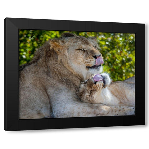 Two young lions trade licks at a local zoo Black Modern Wood Framed Art Print with Double Matting by Richardson, Larry