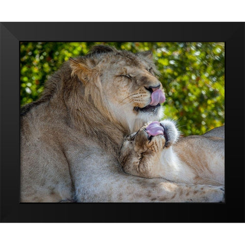 Two young lions trade licks at a local zoo Black Modern Wood Framed Art Print by Richardson, Larry