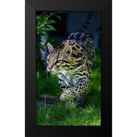 An ocelot at a local zoo Black Modern Wood Framed Art Print by Richardson, Larry