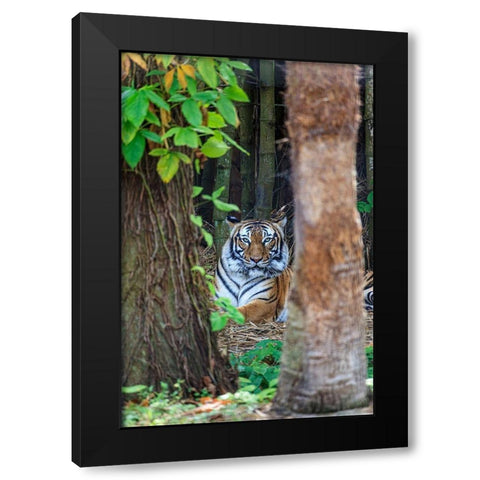 A Malayan tiger maintains a restful vigil Black Modern Wood Framed Art Print with Double Matting by Richardson, Larry