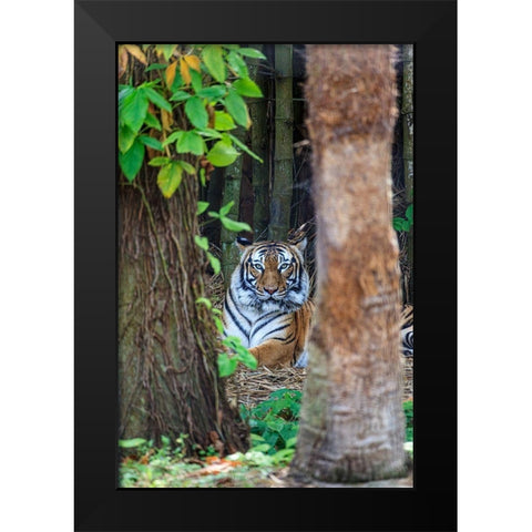 A Malayan tiger maintains a restful vigil Black Modern Wood Framed Art Print by Richardson, Larry