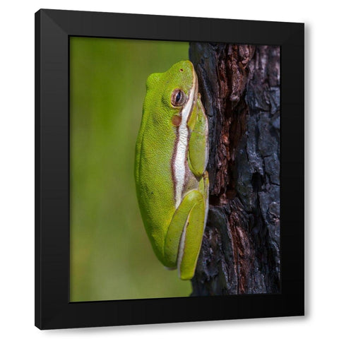A green treefrog takes refuge among the furrows of bark of a slash pine tree in southern-Florida Black Modern Wood Framed Art Print by Richardson, Larry