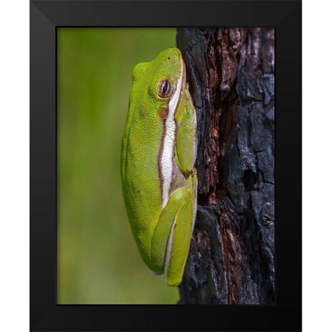 A green treefrog takes refuge among the furrows of bark of a slash pine tree in southern-Florida Black Modern Wood Framed Art Print by Richardson, Larry