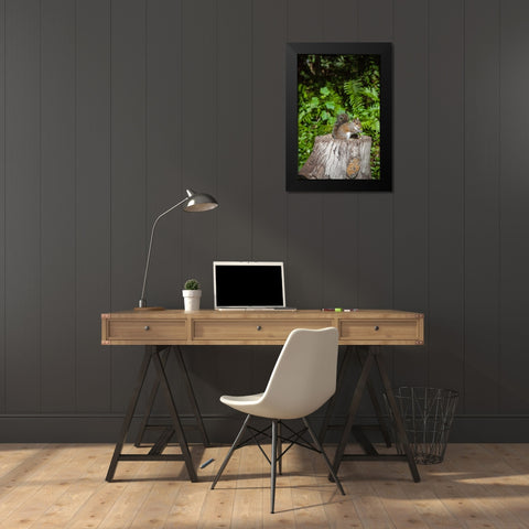 A grey squirrel feeds on bird seeds cached on a tree stump Black Modern Wood Framed Art Print by Richardson, Larry