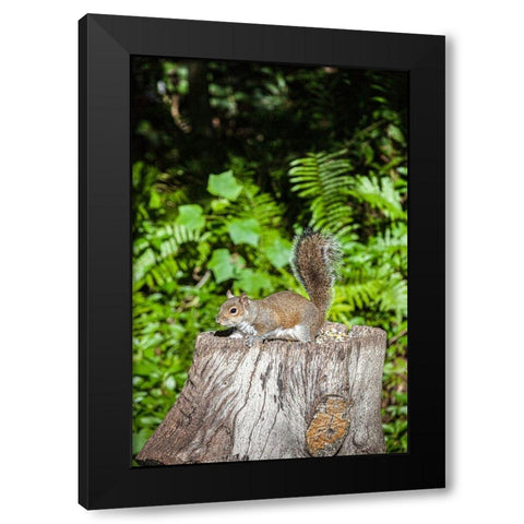 A grey squirrel feeds on bird seeds cached on a tree stump Black Modern Wood Framed Art Print with Double Matting by Richardson, Larry