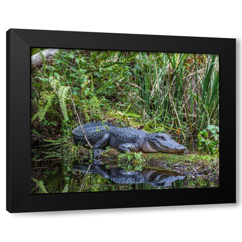 An alligator rests on a floating log in a swamp Black Modern Wood Framed Art Print with Double Matting by Richardson, Larry