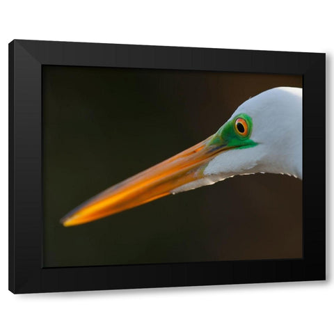 Bright green lores identify a great egret in breeding plumage Black Modern Wood Framed Art Print with Double Matting by Richardson, Larry