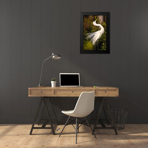 A great egret performs a breeding display at a rookery in southwest Florida Black Modern Wood Framed Art Print by Richardson, Larry