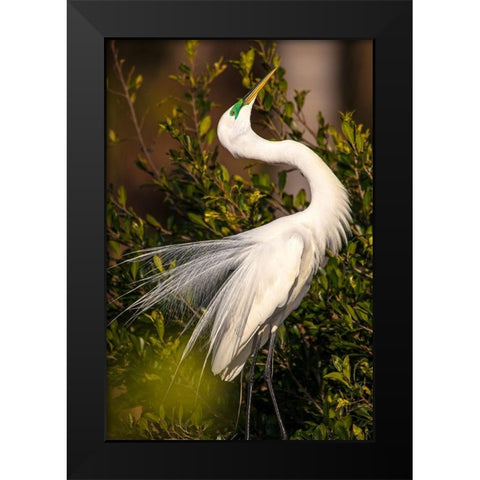 A great egret performs a breeding display at a rookery in southwest Florida Black Modern Wood Framed Art Print by Richardson, Larry