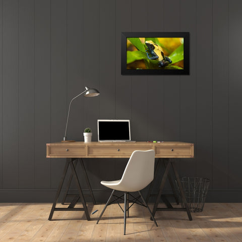 Poison dart frogs are highly poisonous Black Modern Wood Framed Art Print by Richardson, Larry