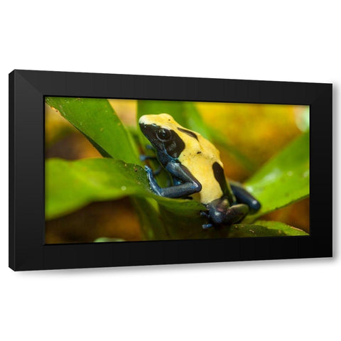 Poison dart frogs are highly poisonous Black Modern Wood Framed Art Print by Richardson, Larry