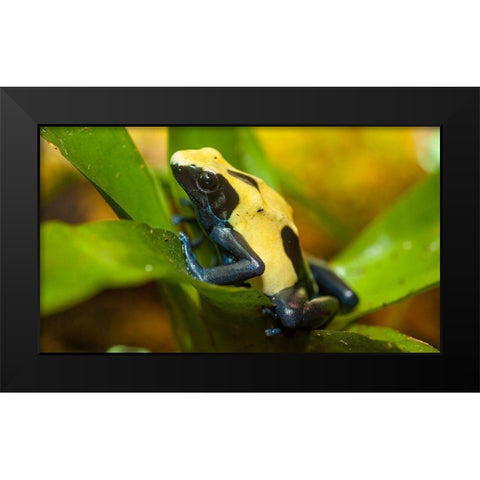 Poison dart frogs are highly poisonous Black Modern Wood Framed Art Print by Richardson, Larry