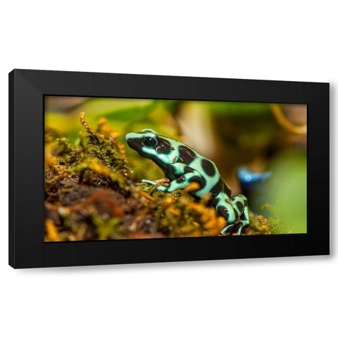 Poison dart frogs are highly poisonous Black Modern Wood Framed Art Print with Double Matting by Richardson, Larry