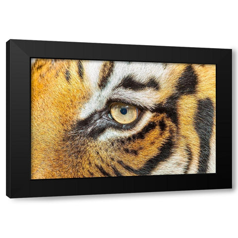 The beautiful eyes of the Malayan tiger Black Modern Wood Framed Art Print with Double Matting by Richardson, Larry