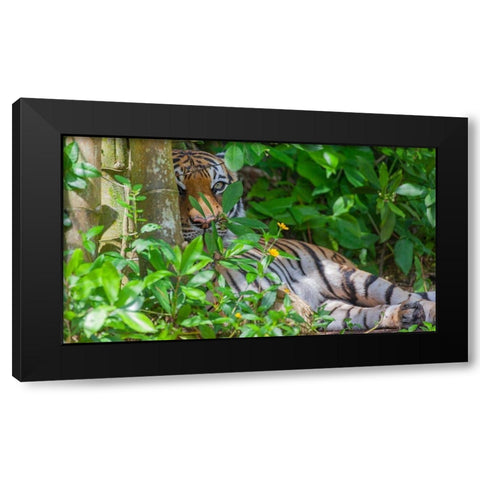 A Malayan tiger maintains a restful vigil Black Modern Wood Framed Art Print by Richardson, Larry
