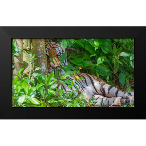 A Malayan tiger maintains a restful vigil Black Modern Wood Framed Art Print by Richardson, Larry