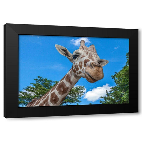 A reticulated giraffes height gives it a downward glance Black Modern Wood Framed Art Print with Double Matting by Richardson, Larry