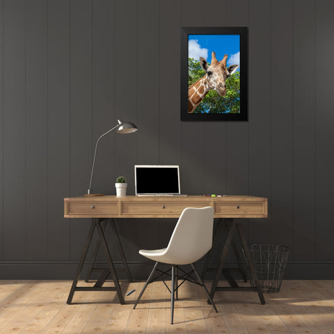 A reticulated giraffes height gives it a downward glance Black Modern Wood Framed Art Print by Richardson, Larry