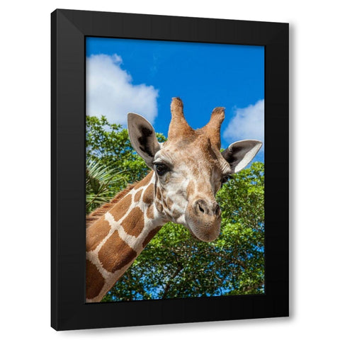 A reticulated giraffes height gives it a downward glance Black Modern Wood Framed Art Print with Double Matting by Richardson, Larry