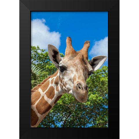 A reticulated giraffes height gives it a downward glance Black Modern Wood Framed Art Print by Richardson, Larry