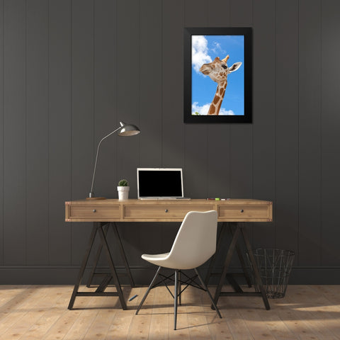 A reticulated giraffes height gives it a downward glance Black Modern Wood Framed Art Print by Richardson, Larry