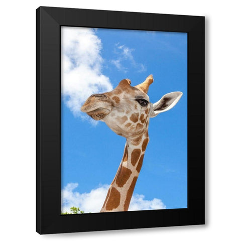 A reticulated giraffes height gives it a downward glance Black Modern Wood Framed Art Print by Richardson, Larry