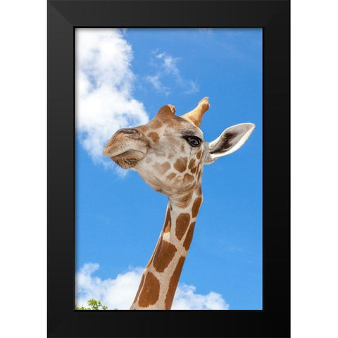 A reticulated giraffes height gives it a downward glance Black Modern Wood Framed Art Print by Richardson, Larry