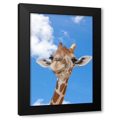 A reticulated giraffes height gives it a downward glance Black Modern Wood Framed Art Print with Double Matting by Richardson, Larry
