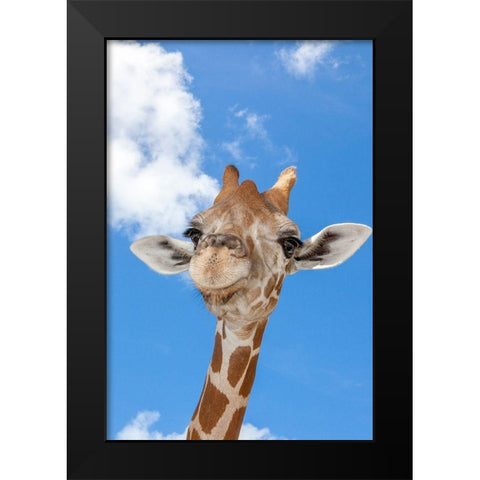 A reticulated giraffes height gives it a downward glance Black Modern Wood Framed Art Print by Richardson, Larry