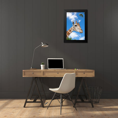 A reticulated giraffes height gives it a downward glance Black Modern Wood Framed Art Print by Richardson, Larry