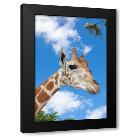 A reticulated giraffes height gives it a downward glance Black Modern Wood Framed Art Print with Double Matting by Richardson, Larry
