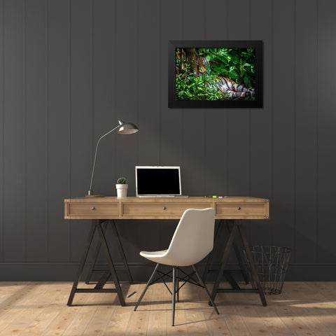 A Malayan tiger maintains a restful vigil Black Modern Wood Framed Art Print by Richardson, Larry