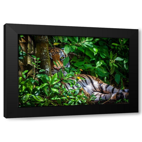 A Malayan tiger maintains a restful vigil Black Modern Wood Framed Art Print with Double Matting by Richardson, Larry