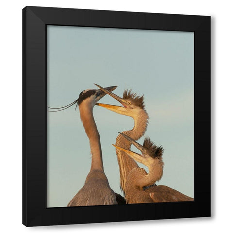 Great blue heron and chick waiting to be fed Black Modern Wood Framed Art Print by Pryor, Maresa