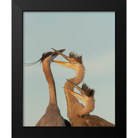 Great blue heron and chick waiting to be fed Black Modern Wood Framed Art Print by Pryor, Maresa